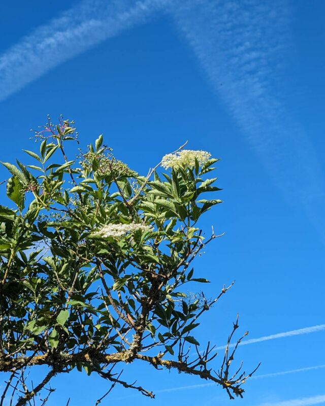 Dernières fleurs de sureau aux Griffouls ✨
#casepasseauxgriffouls #tourismeaude #tourismeoccitanie #tourismefrance #giteaude